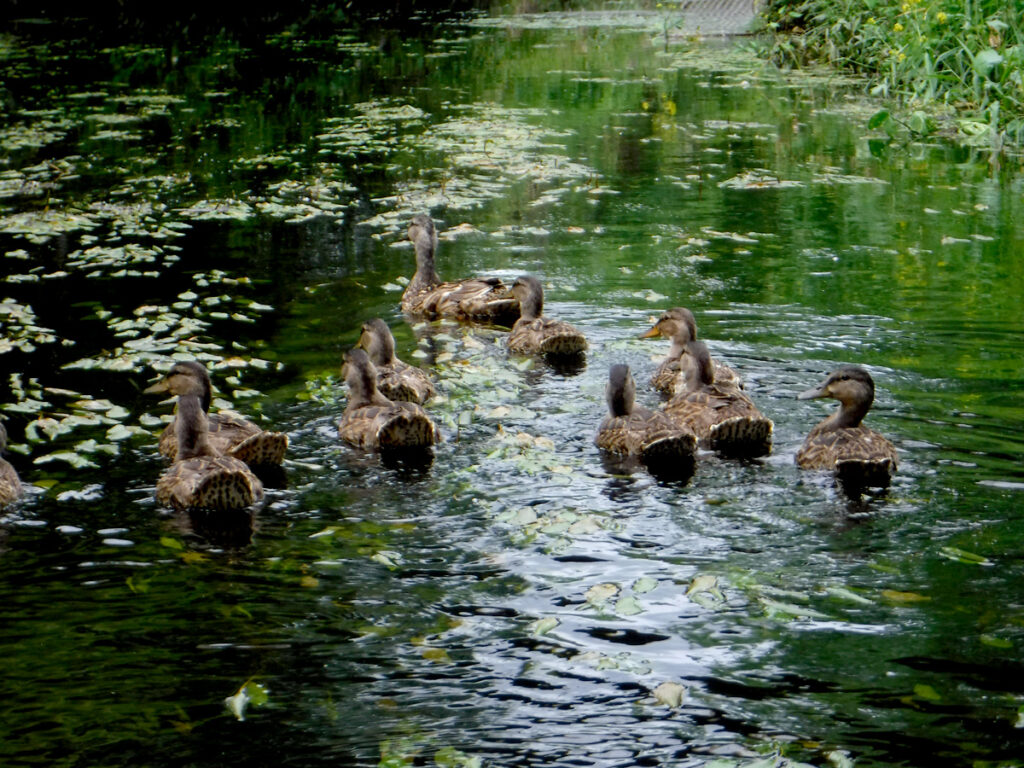 Duck family - Starkweather Creek