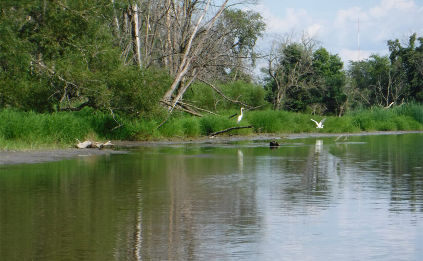 White egrets on Bark River
